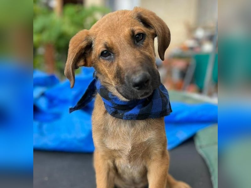 KOREL - bezauberndes Hundekind auf Familiensuche!