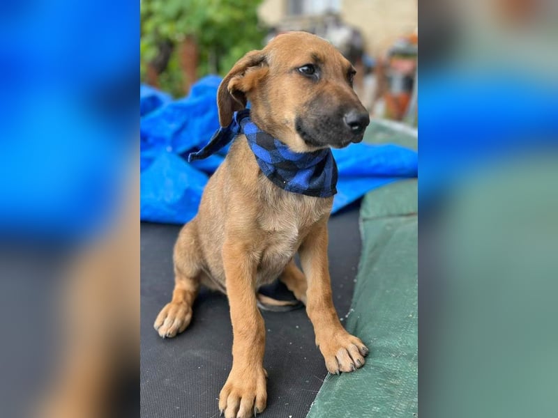 KOREL - bezauberndes Hundekind auf Familiensuche!