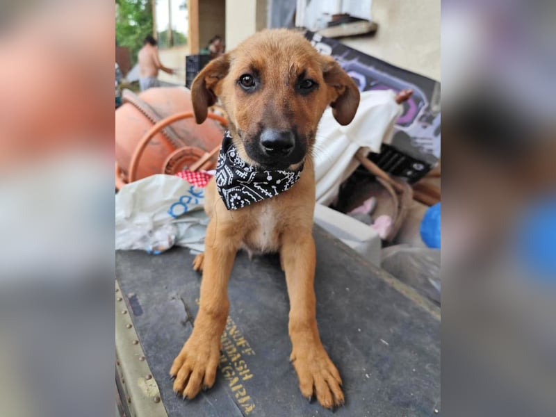 KIMO - möchte ins Hundeglück starten!