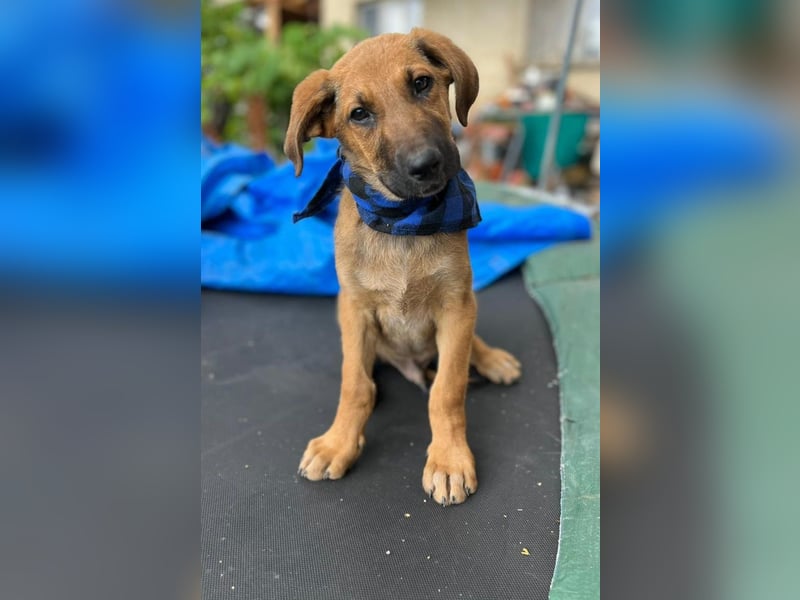 KOREL - bezauberndes Hundekind auf Familiensuche!