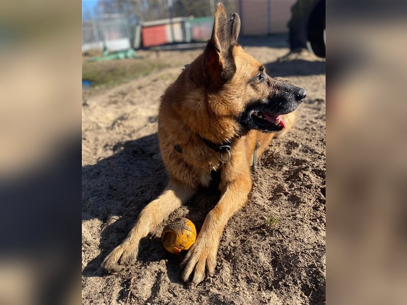 Phex sucht sein passendes Zuhause