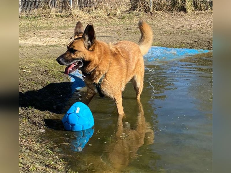 Phex sucht sein passendes Zuhause