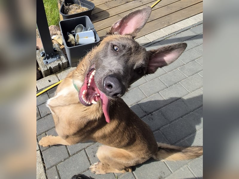Blue sucht einen Neustart