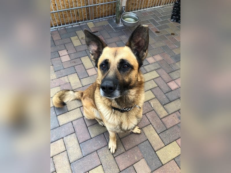 Phex sucht sein passendes Zuhause