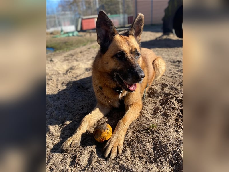 Phex sucht sein passendes Zuhause
