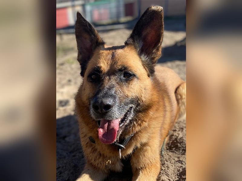 Phex sucht sein passendes Zuhause