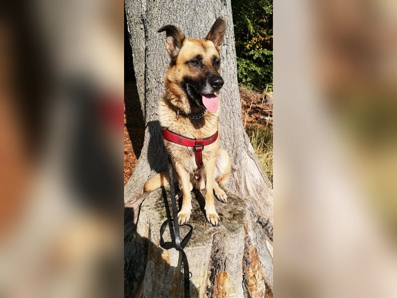 Phex sucht sein passendes Zuhause