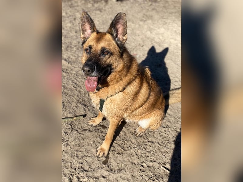 Phex sucht sein passendes Zuhause