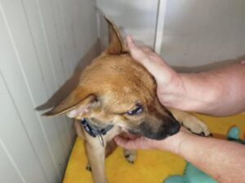 Welpe Coby: Sucht erfahrene Hundebesitzer