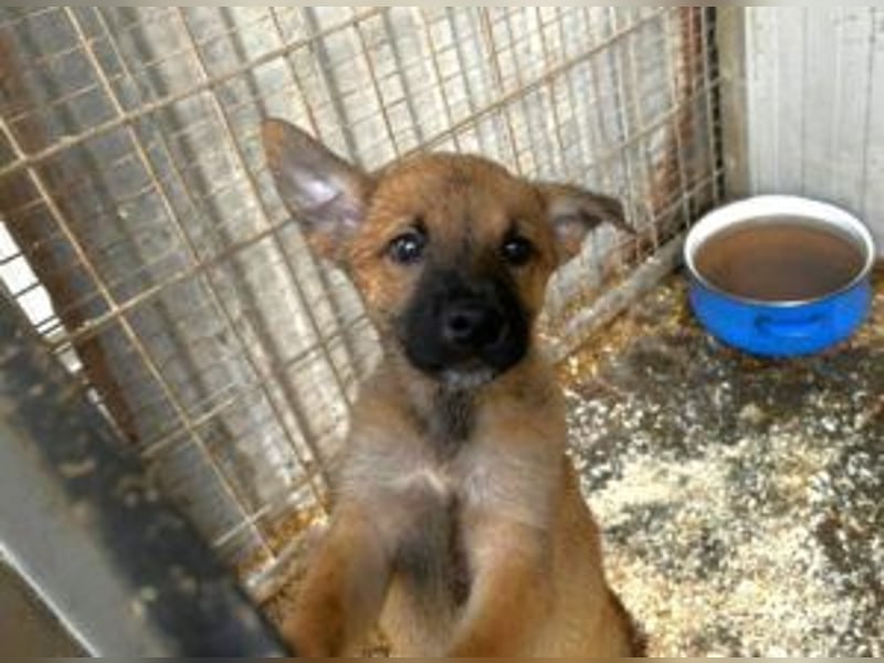 Welpe Coby: Sucht erfahrene Hundebesitzer