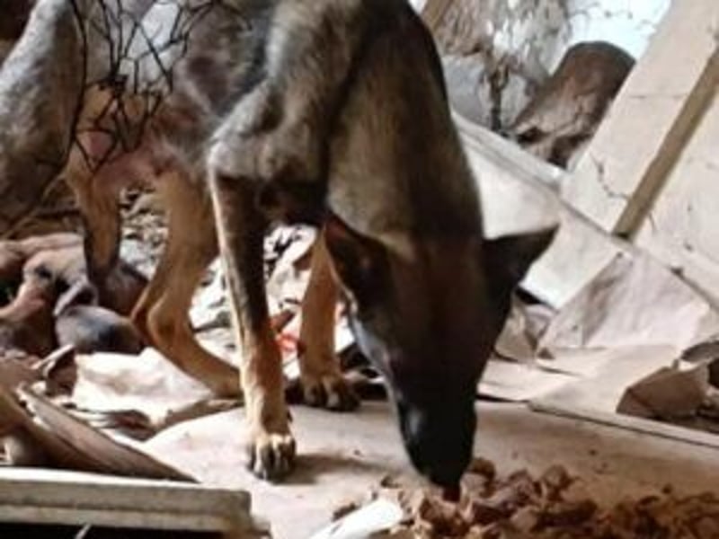 Welpe Coby: Sucht erfahrene Hundebesitzer