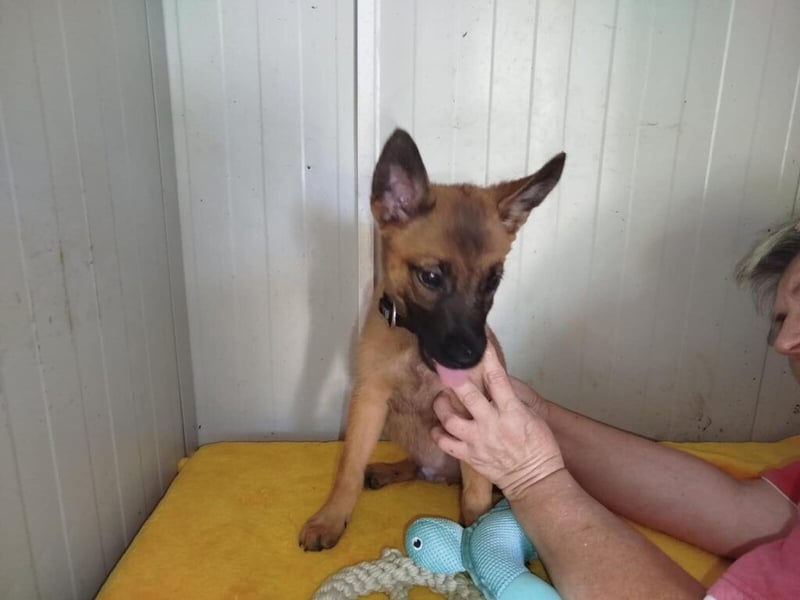 Update Welpe Milow: reserviert