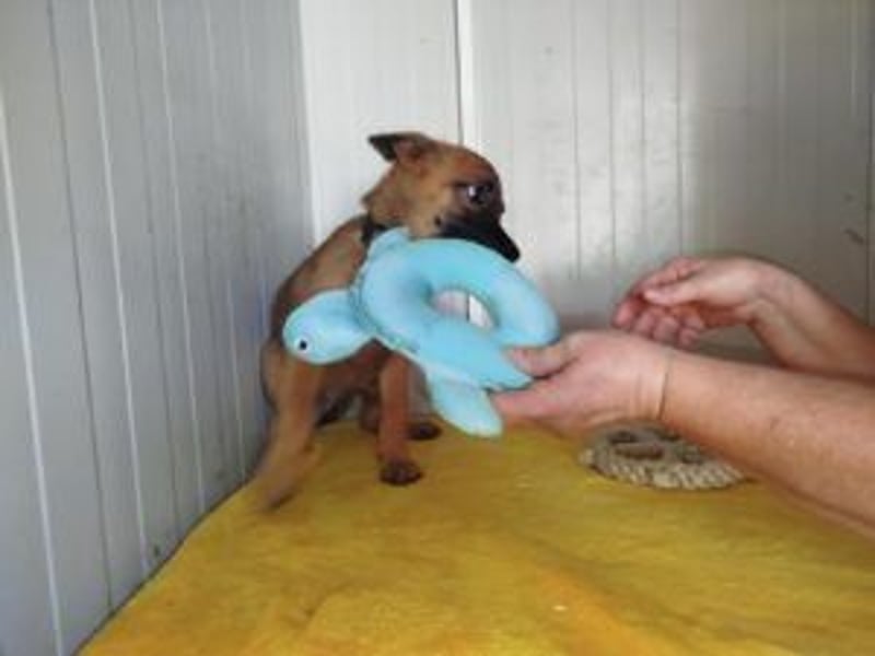 Update Welpe Milow: reserviert