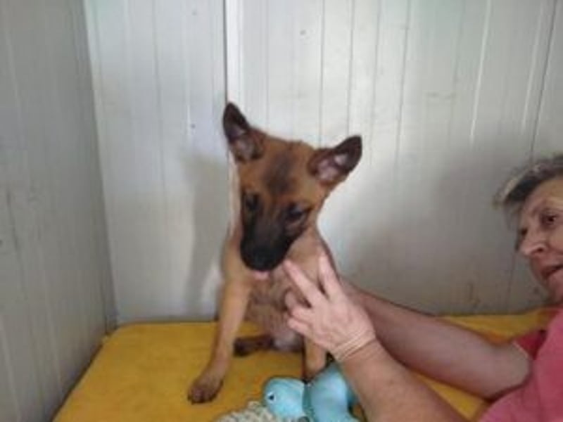 Update Welpe Milow: reserviert