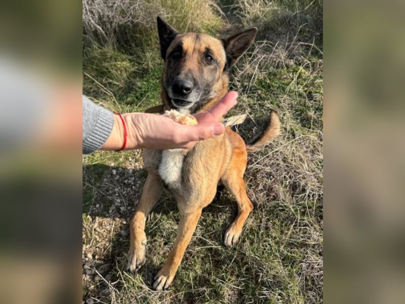 Karl ❤️ ruhig, gehorsamer Malinois-Mix