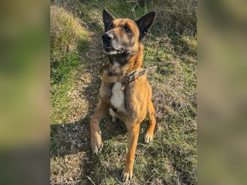 Karl ❤️ ruhig, gehorsamer Malinois-Mix