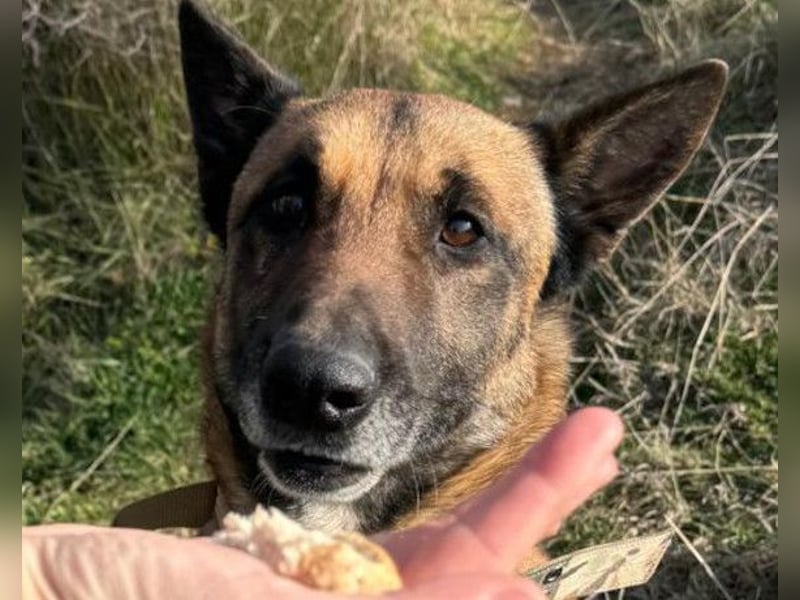 Karl ❤️ ruhig, gehorsamer Malinois-Mix