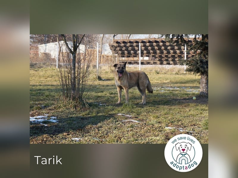 Tarik: sehnt sich nach Liebe