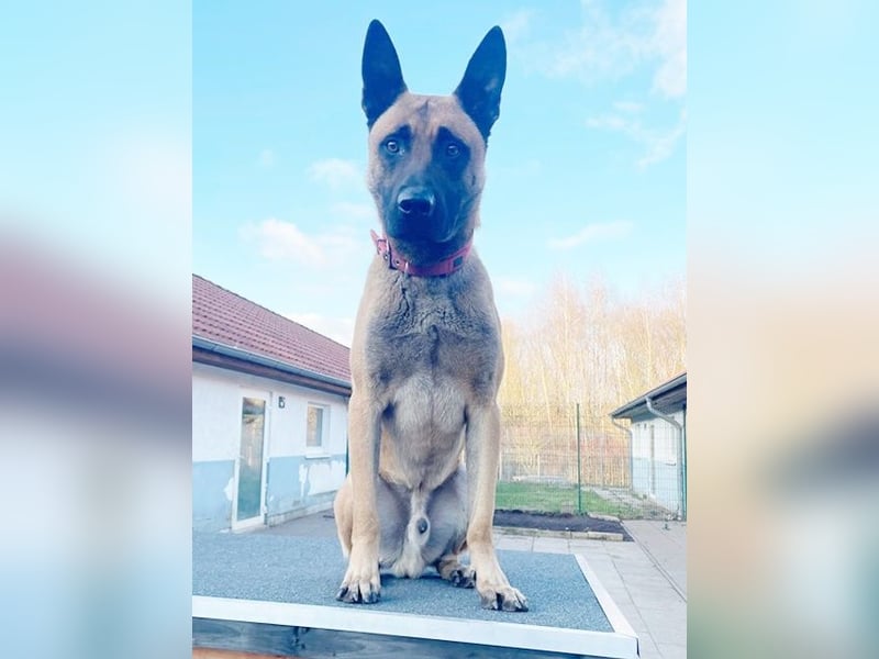 Scooter, Malinois, geb. 2023, sucht hundeerfahrene Besitzer