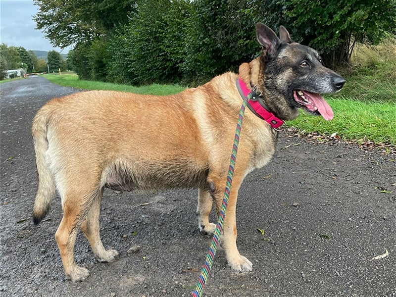 Freddy, Malinois, geb. 2016, Wachhund sucht Familienanschluß