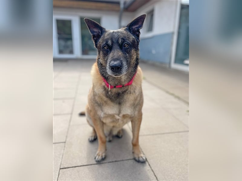 Freddy, Malinois, geb. 2016, Wachhund sucht Familienanschluß