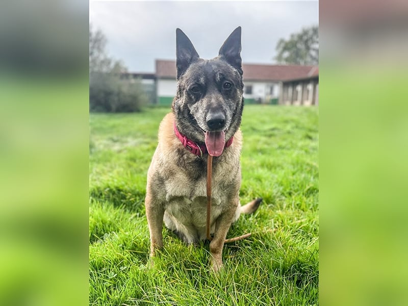 Freddy, Malinois, geb. 2016, Wachhund sucht Familienanschluß