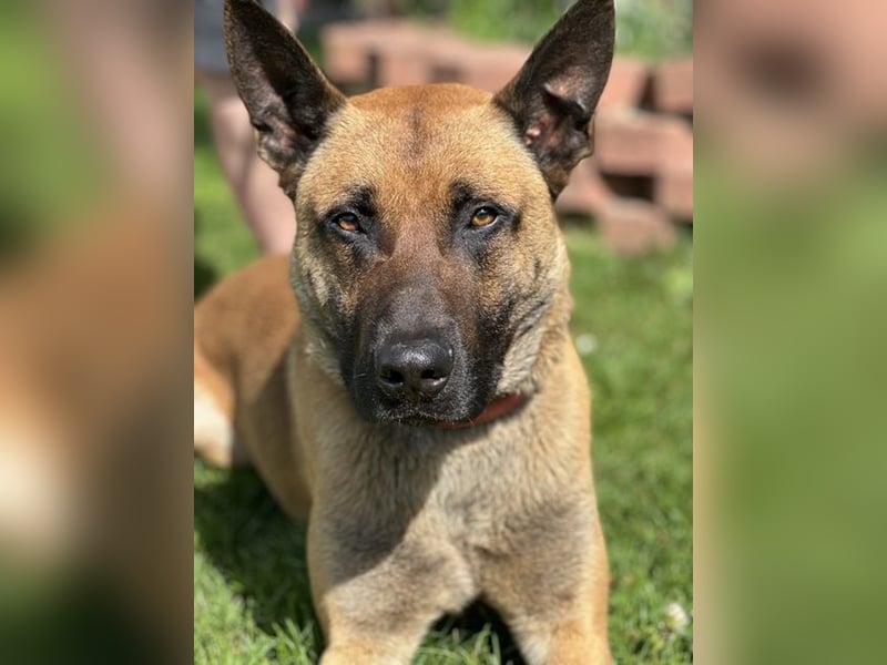 Scooter, Malinois, geb. 2023, sucht hundeerfahrene Besitzer