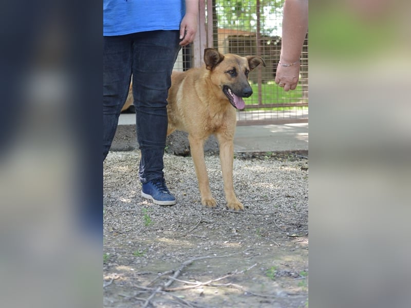 Anton-SI, Notfellchen sucht seinen Jackpot!