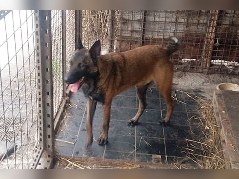 Leon: Malinois-Fans aufgepasst!