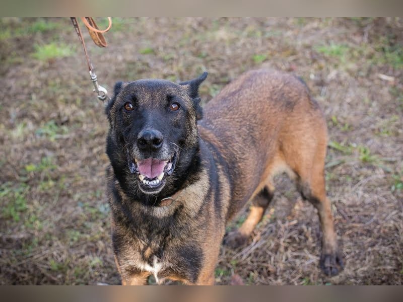 Leon: Malinois-Fans aufgepasst!