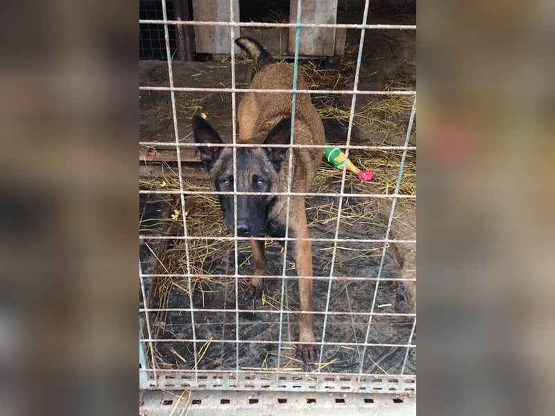 Leon: Malinois-Fans aufgepasst!