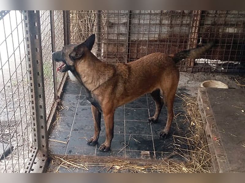 Leon: Malinois-Fans aufgepasst!