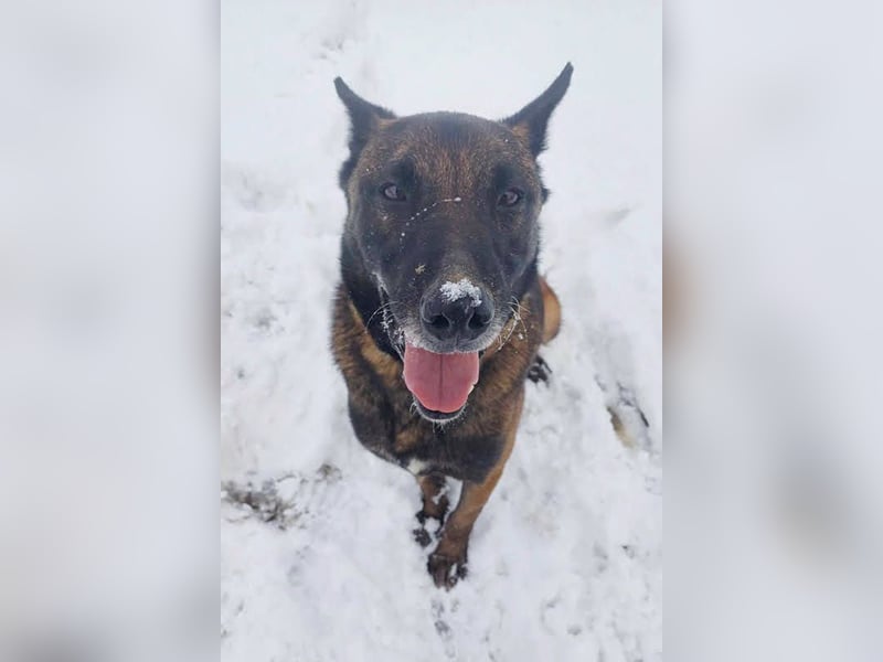 Leon: Malinois-Fans aufgepasst!