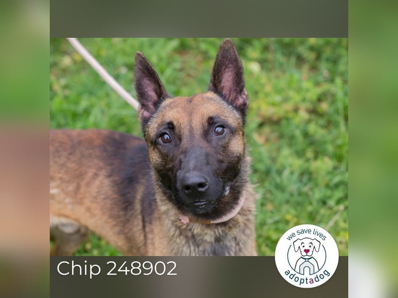 Chip 248902: Sucht ein Zuhause