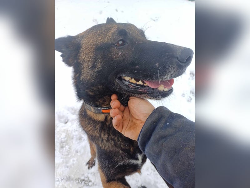 Leon: Malinois-Fans aufgepasst!
