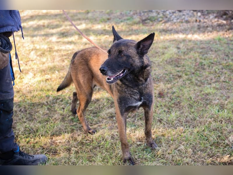 Leon: Malinois-Fans aufgepasst!