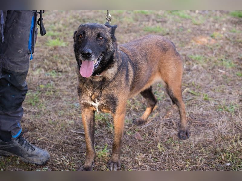 Leon: Malinois-Fans aufgepasst!