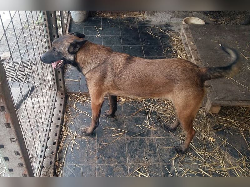 Leon: Malinois-Fans aufgepasst!