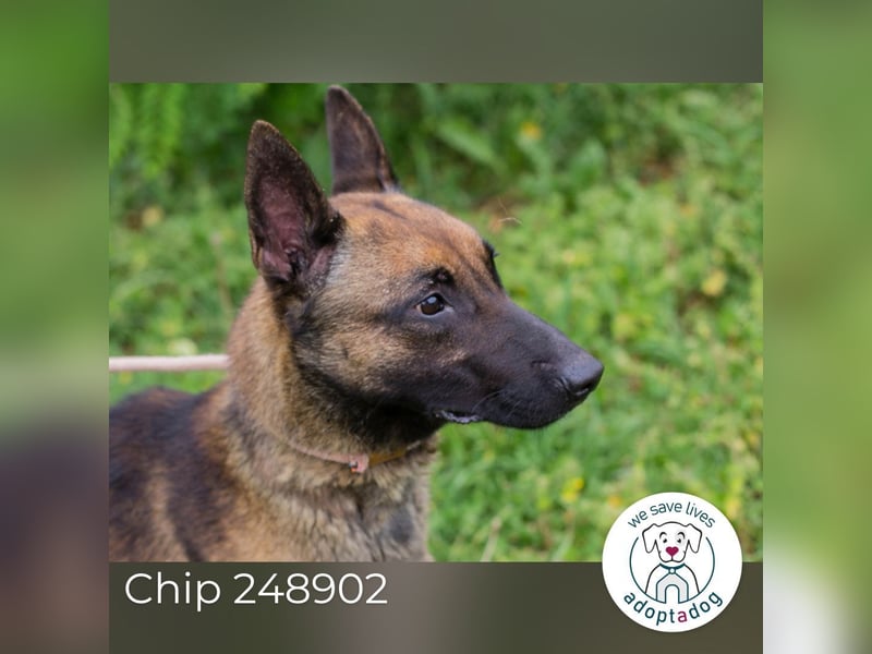 Chip 248902: Sucht ein Zuhause