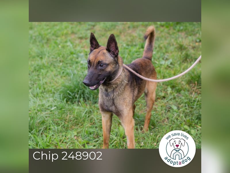 Chip 248902: Sucht ein Zuhause