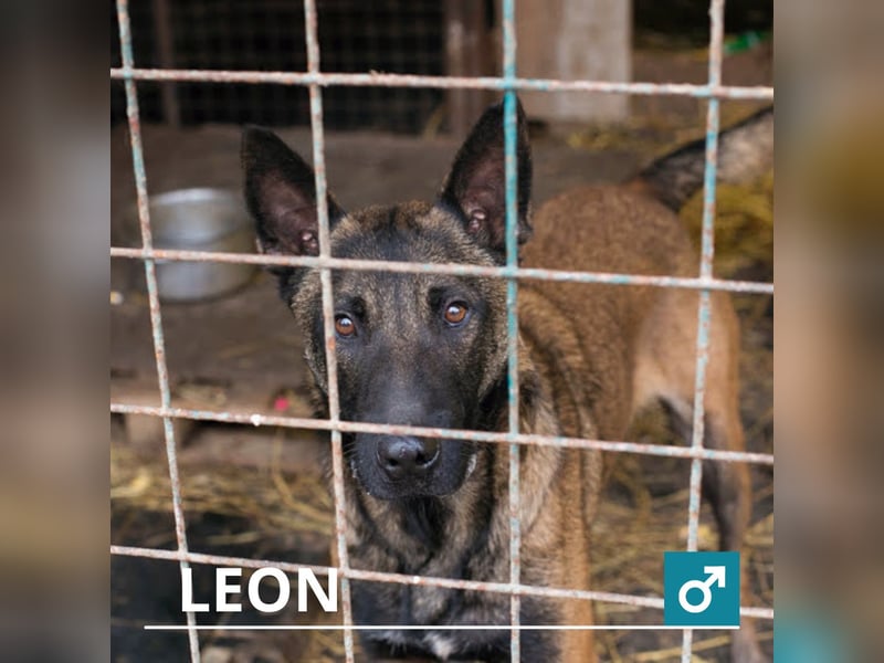 Leon: Malinois-Fans aufgepasst!