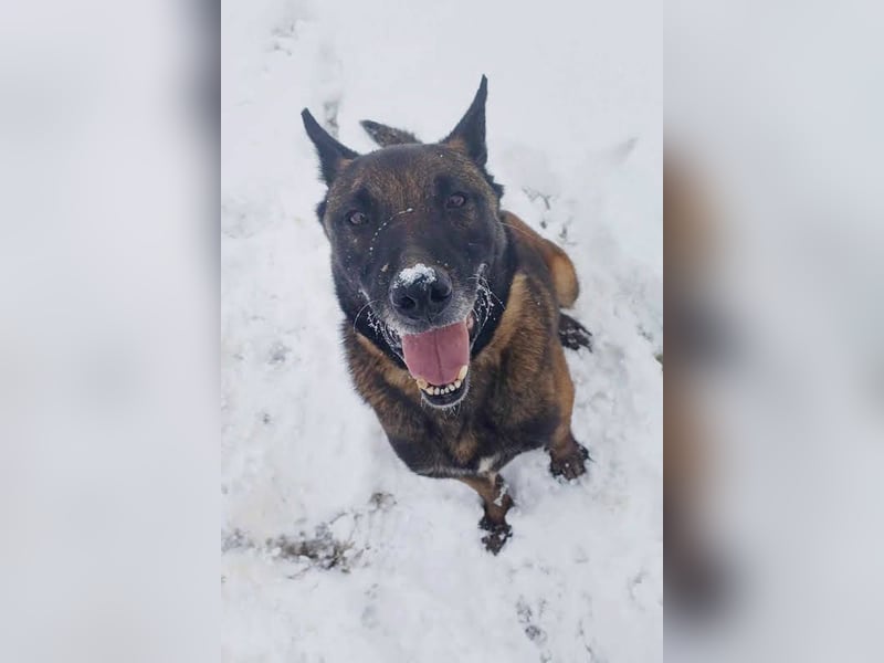 Leon: Malinois-Fans aufgepasst!
