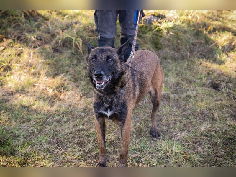 Leon: Malinois-Fans aufgepasst!