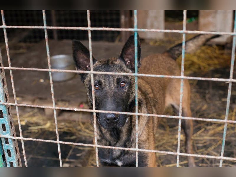 Leon: Malinois-Fans aufgepasst!