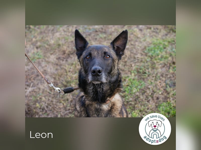 Leon: Malinois-Fans aufgepasst!