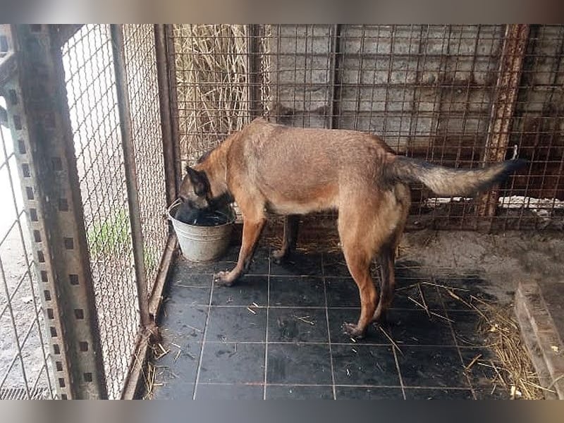Leon: Malinois-Fans aufgepasst!