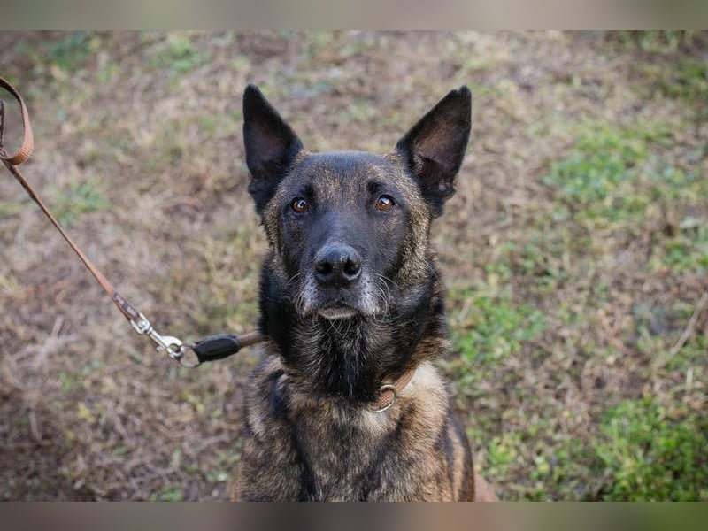 Leon: Malinois-Fans aufgepasst!