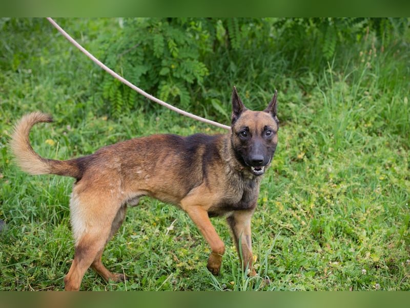 Chip 248902: Sucht ein Zuhause