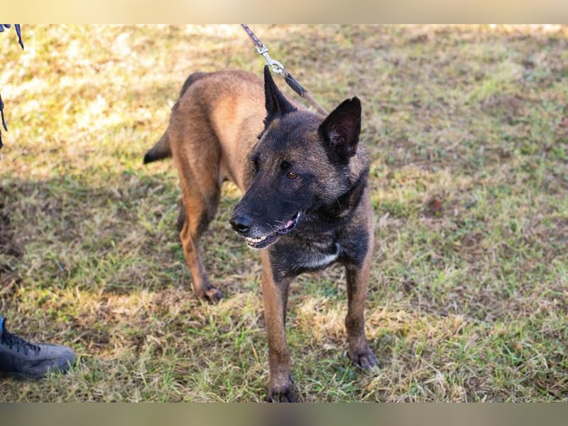 Leon: Malinois-Fans aufgepasst!