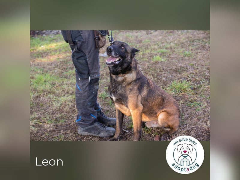 Leon: Malinois-Fans aufgepasst!